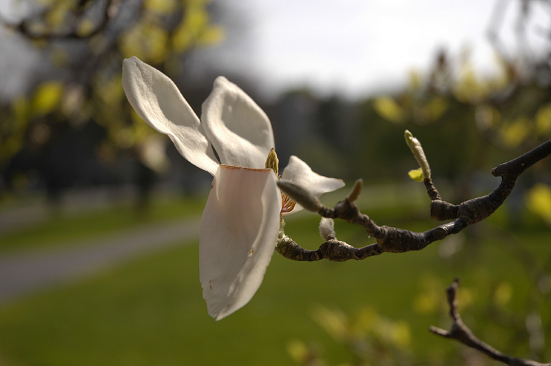 bc_white_flower_macro