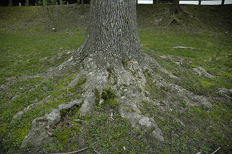 lee_street_tree_trunk